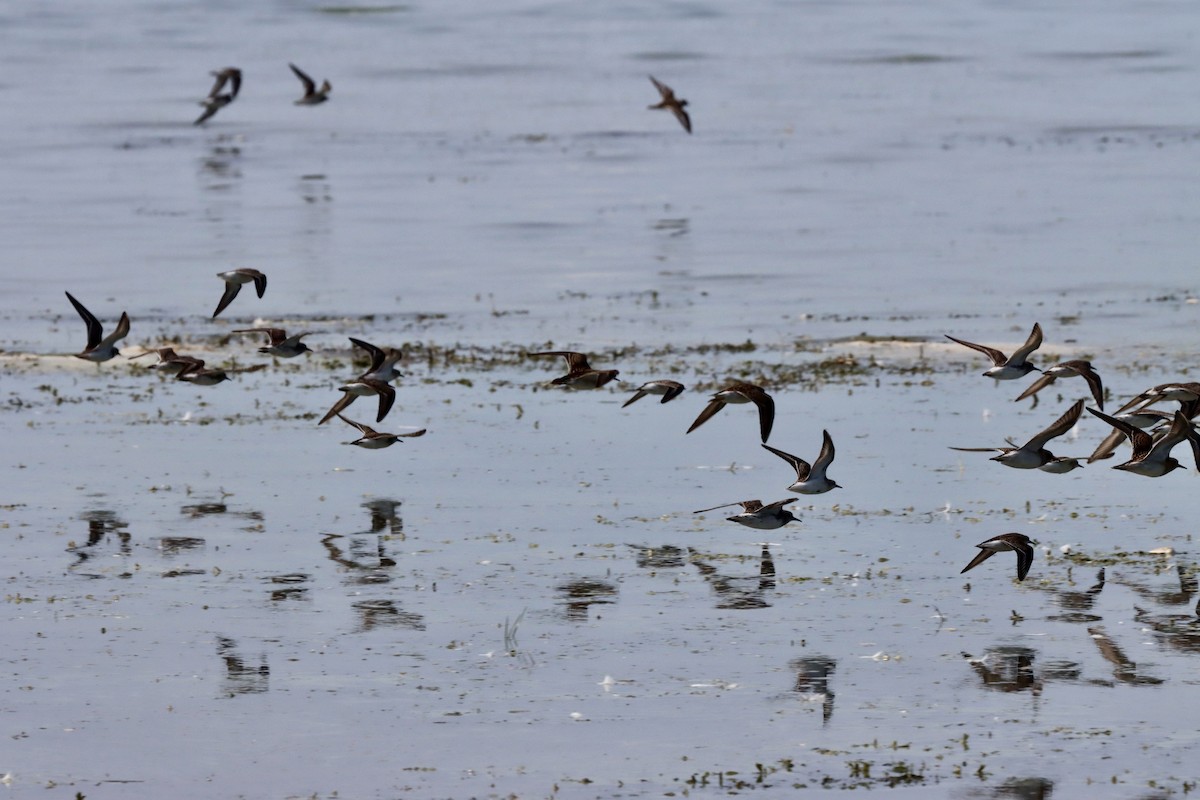 White-rumped Sandpiper - ML641411451