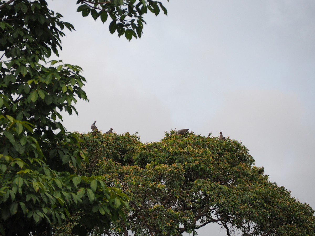 Band-tailed Pigeon - ML641411472