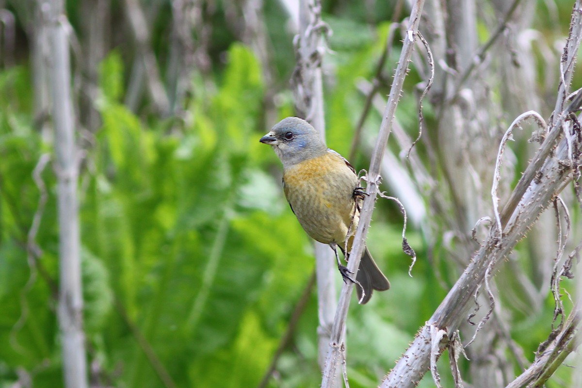 Blue-and-yellow Tanager - ML641411488