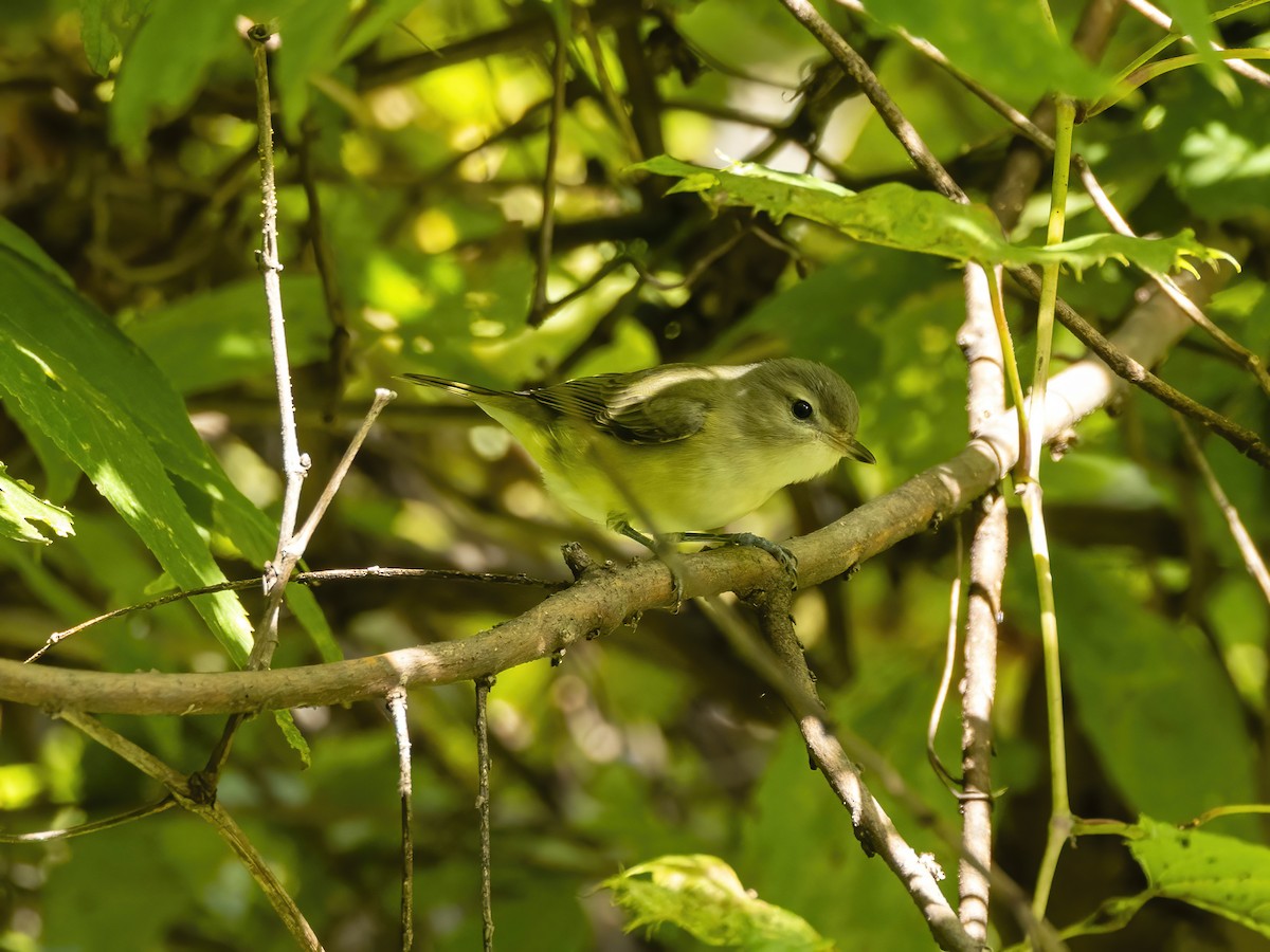 Warbling Vireo - ML641411489