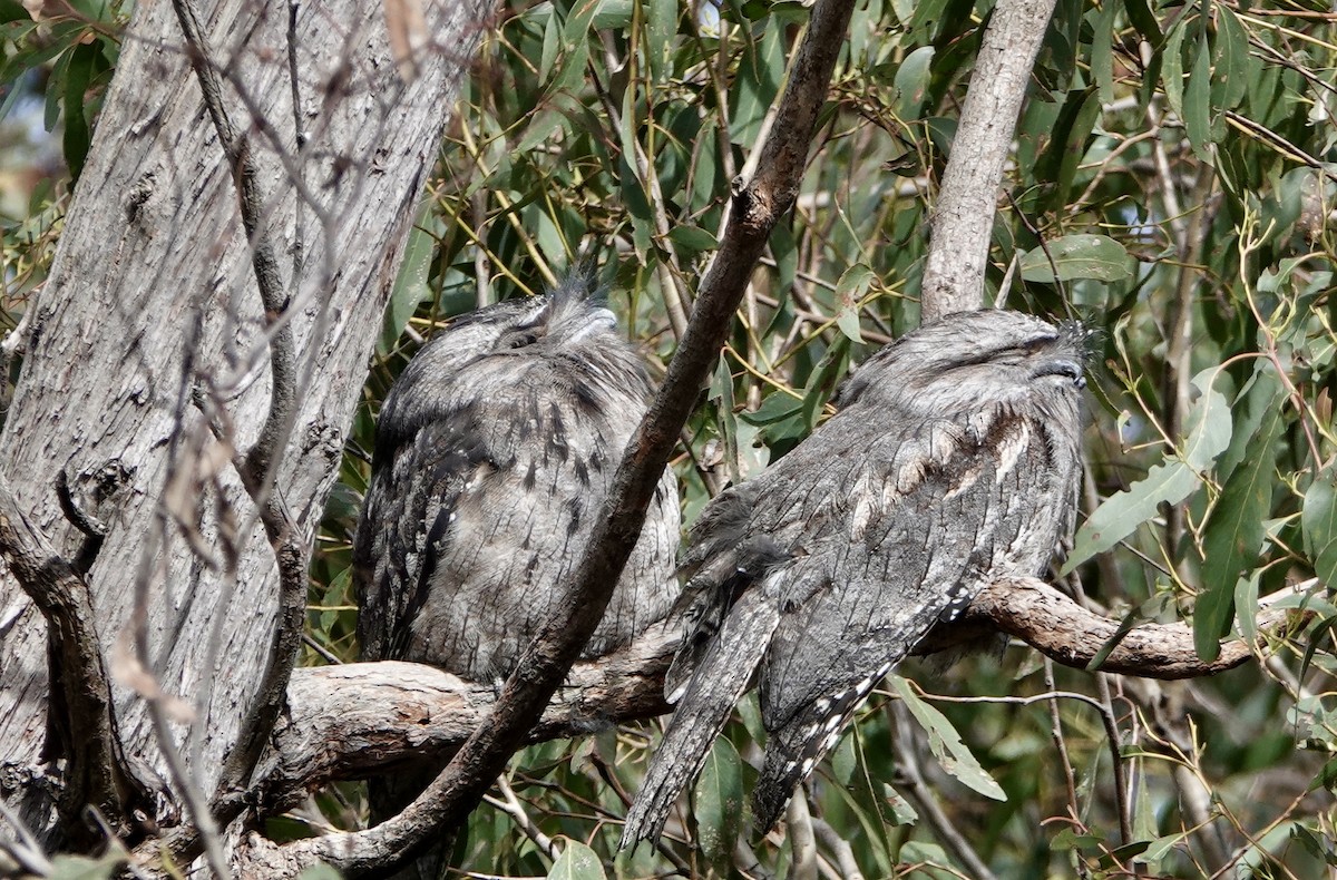 Tawny Frogmouth - ML641411502