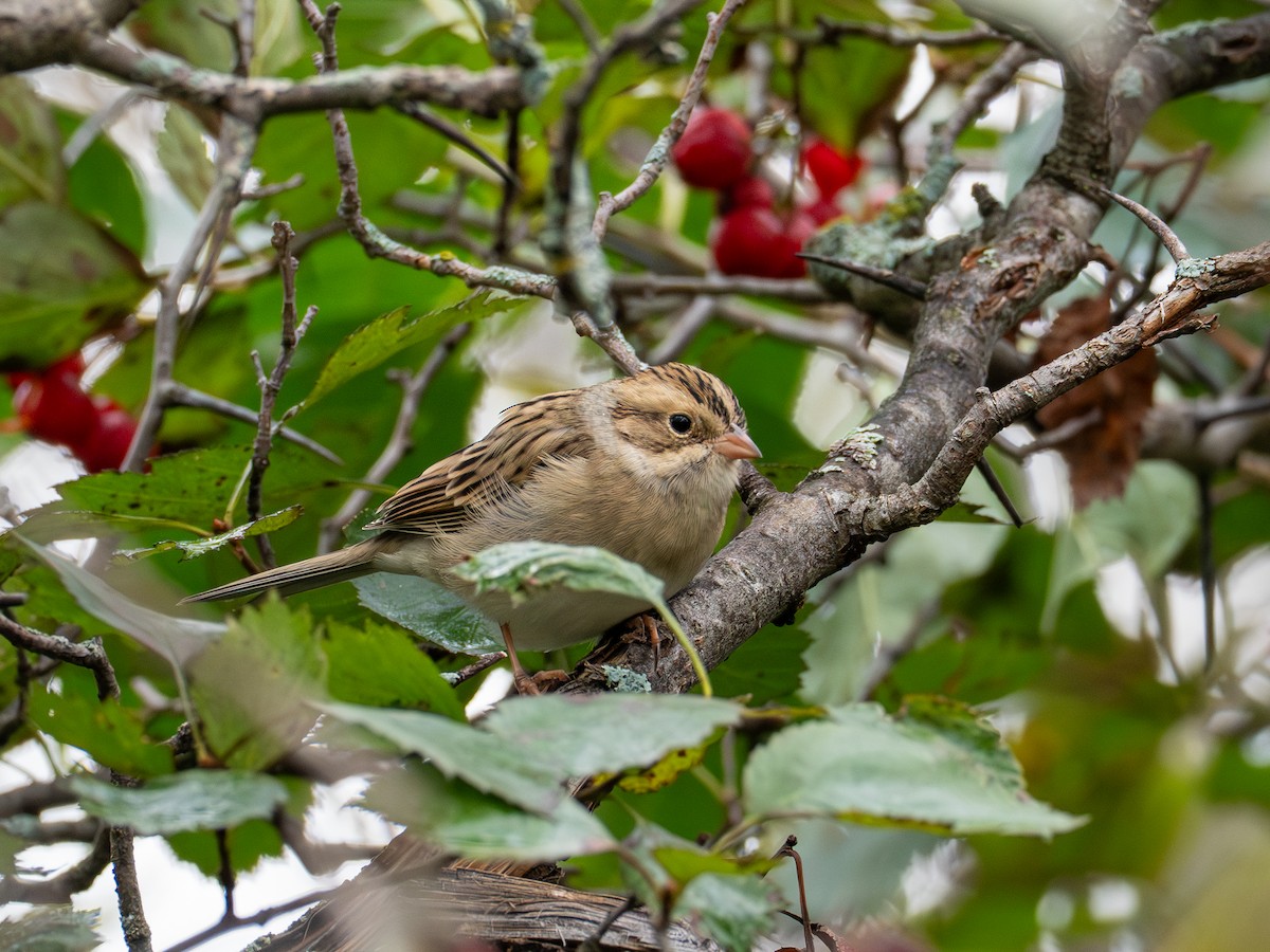 Clay-colored Sparrow - ML641411509