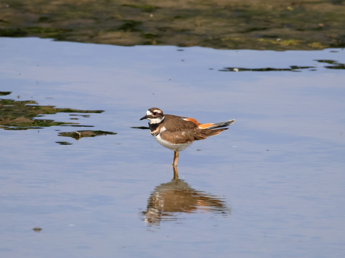 Killdeer - ML641411510