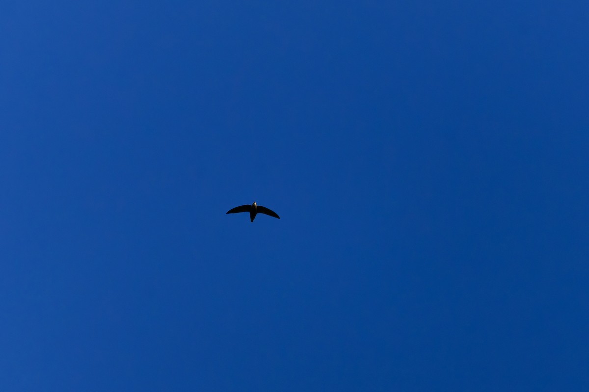 Sick's Swift - ML641411512