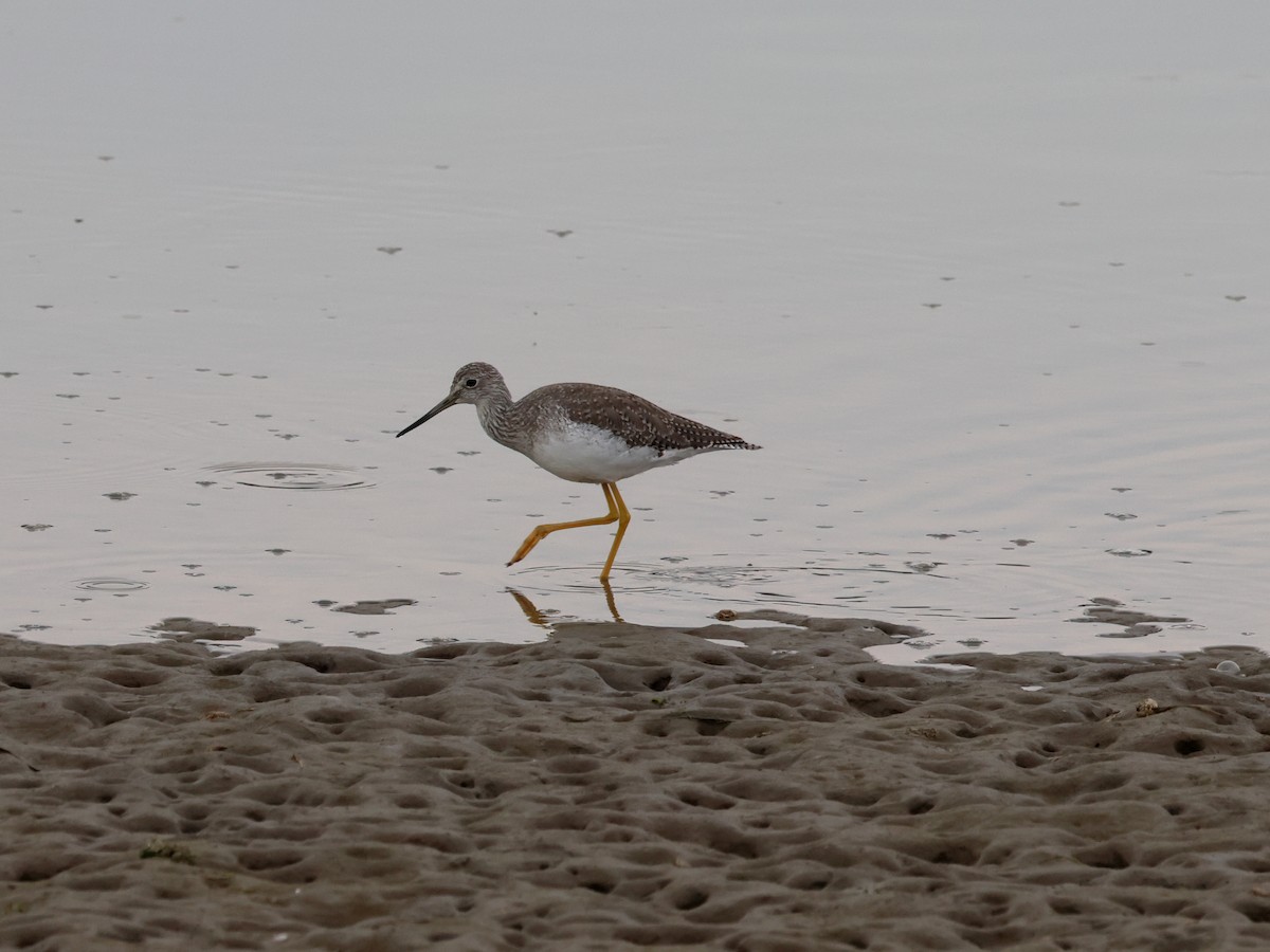 Greater Yellowlegs - ML641411513