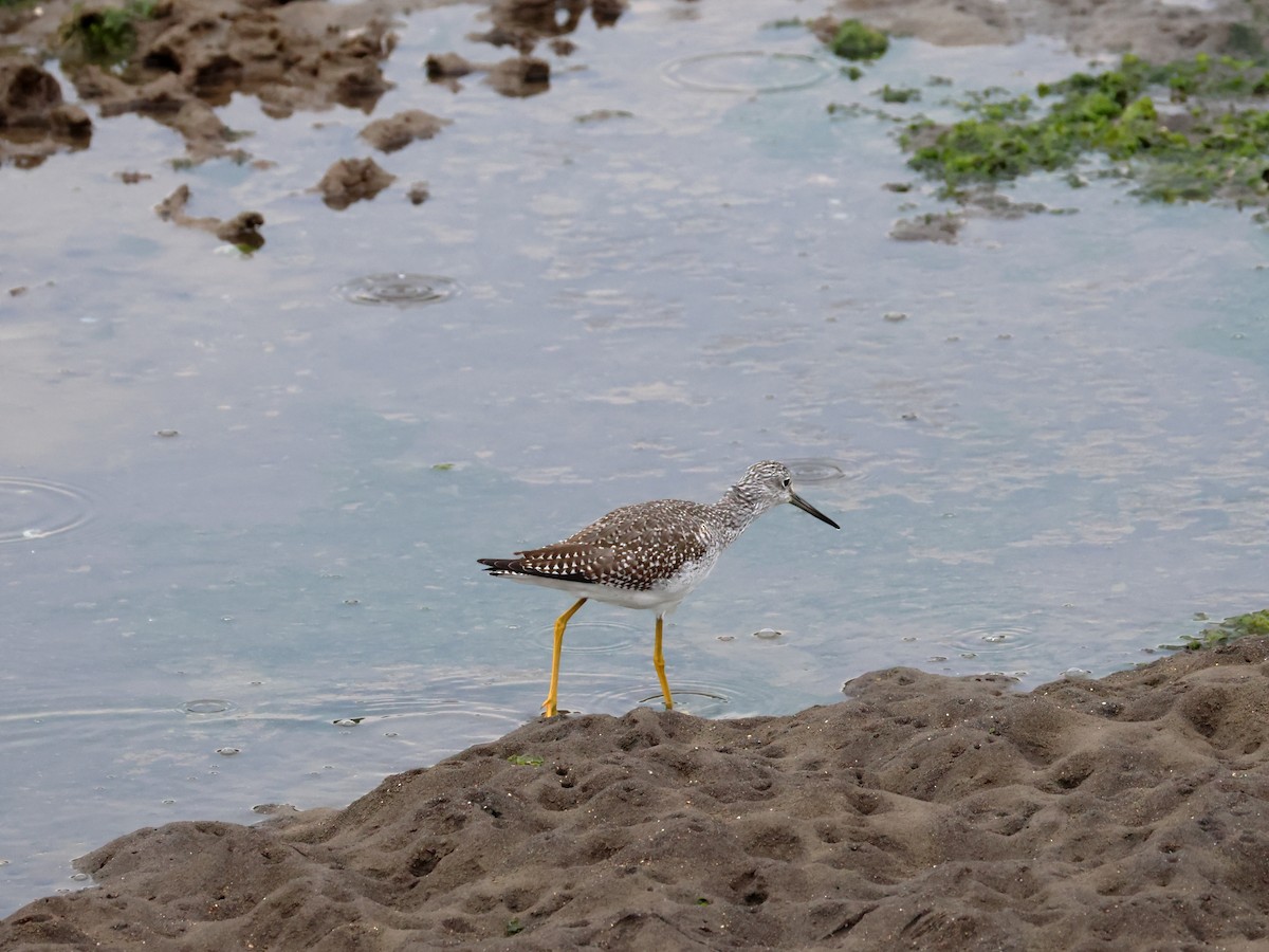 Greater Yellowlegs - ML641411514