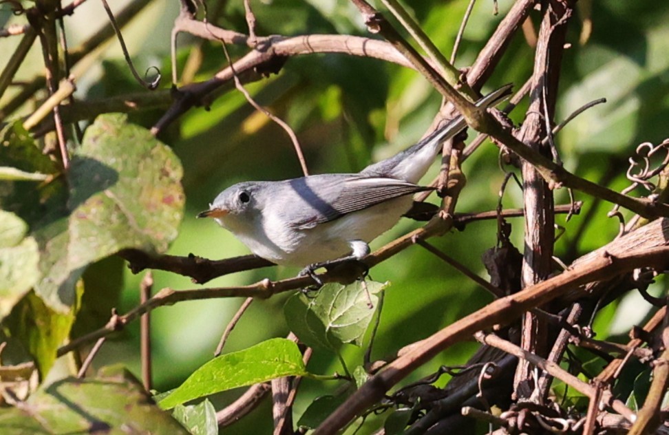 Blue-gray Gnatcatcher - ML641411519