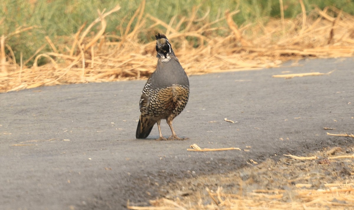 California Quail - ML641411523