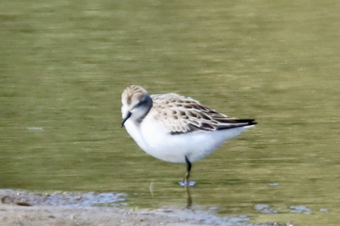 Semipalmated Sandpiper - ML641411550