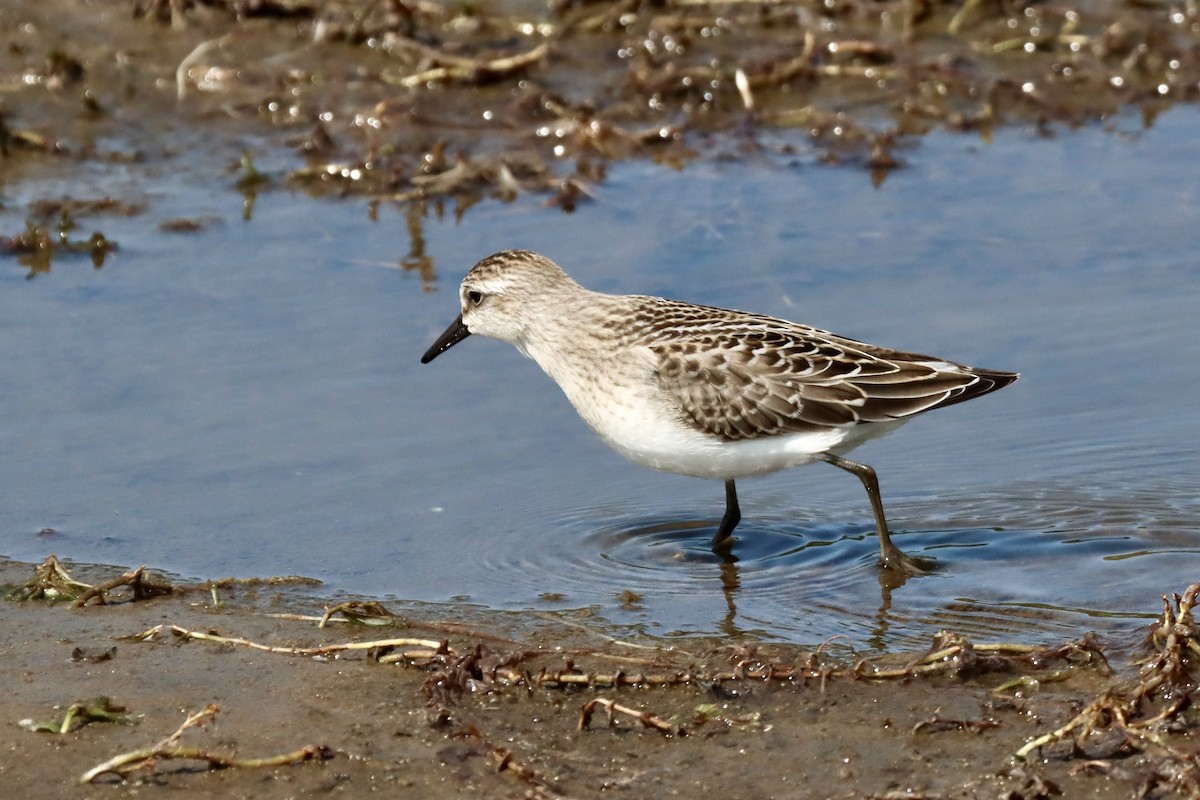 Semipalmated Sandpiper - ML641411551
