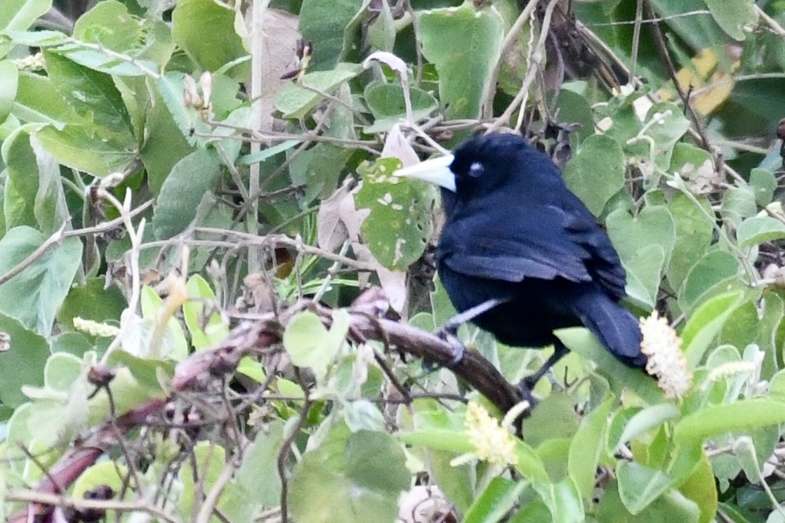 Solitary Black Cacique - ML641411557
