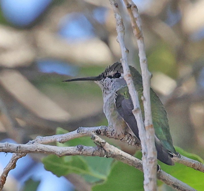 Costa's Hummingbird - ML641411564