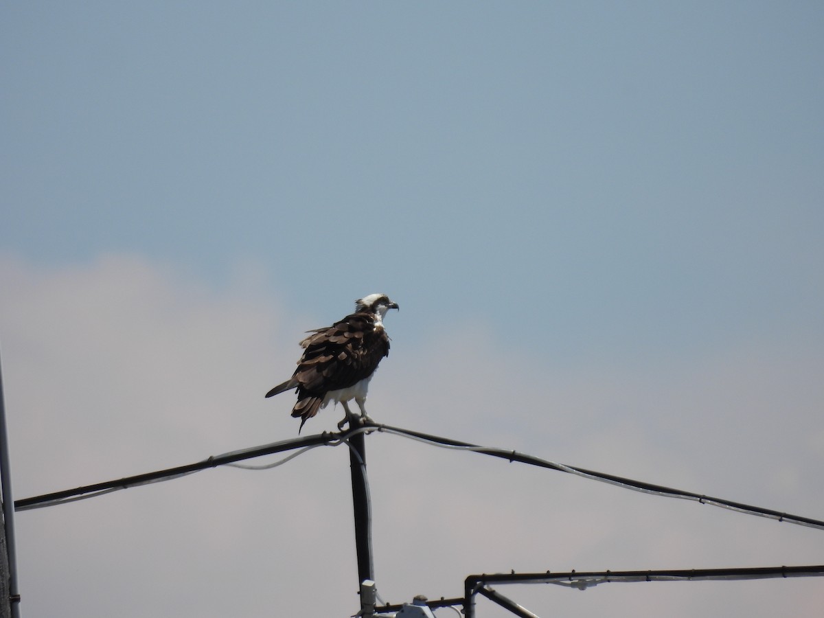 Osprey - ML641411567