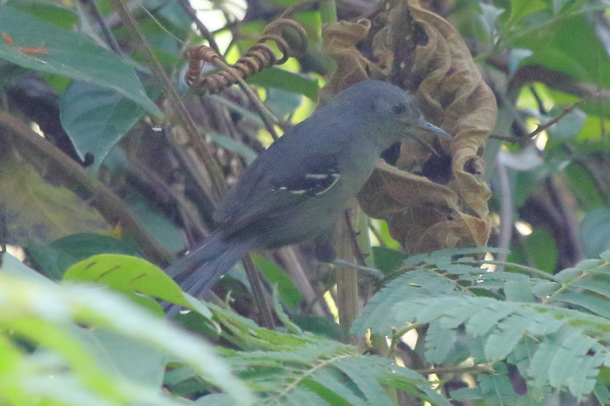 Rio de Janeiro Antbird - ML641411569