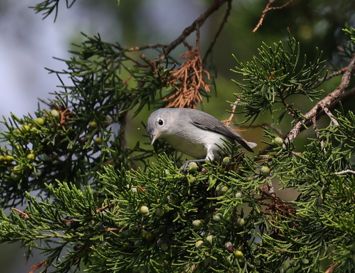 Blue-gray Gnatcatcher - ML641411571