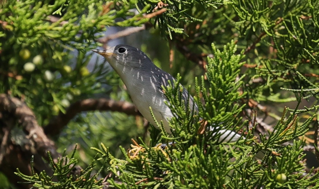 Blue-gray Gnatcatcher - ML641411572