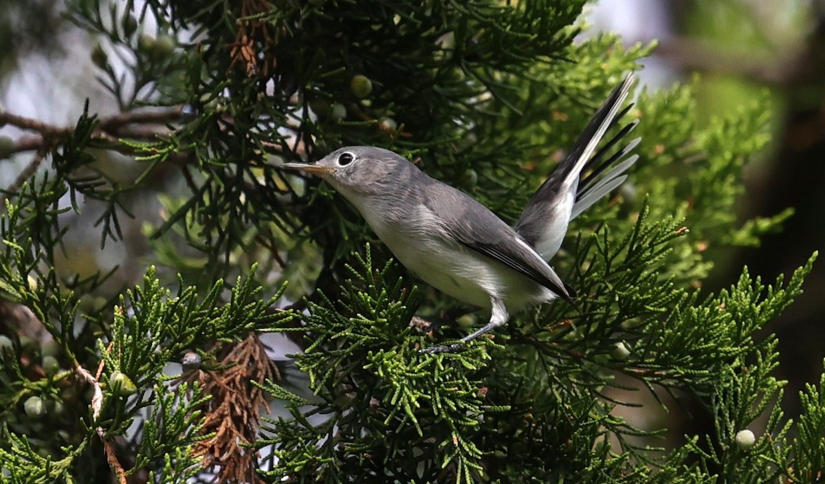 Blue-gray Gnatcatcher - ML641411574