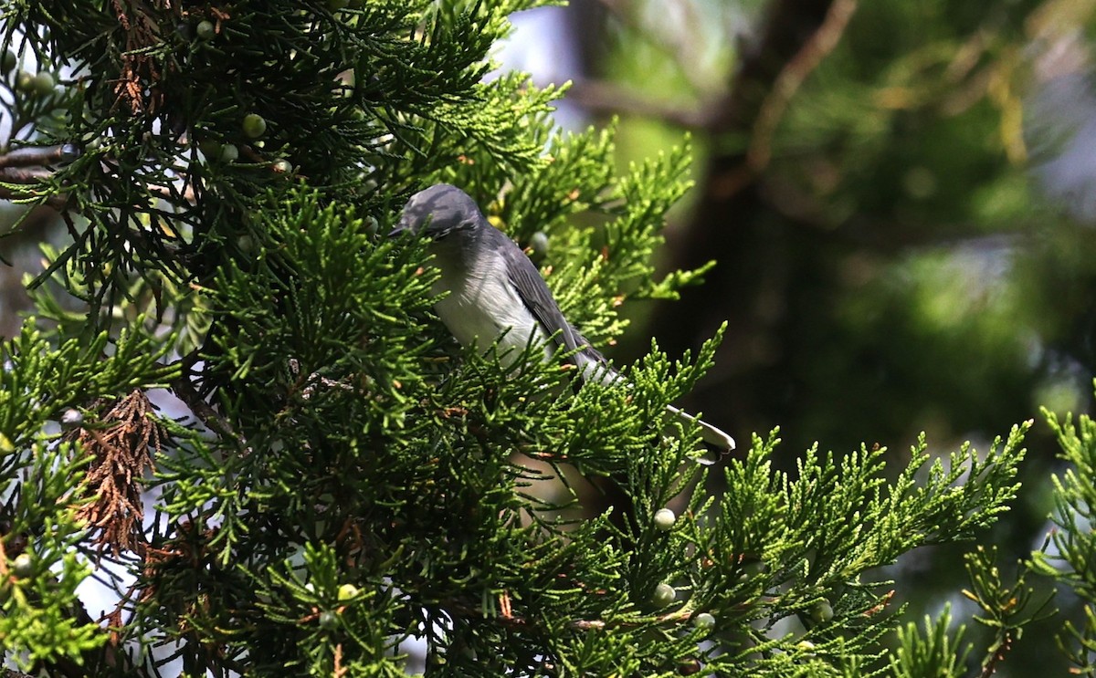 Blue-gray Gnatcatcher - ML641411575