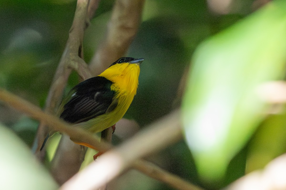 Golden-collared Manakin - ML641411577