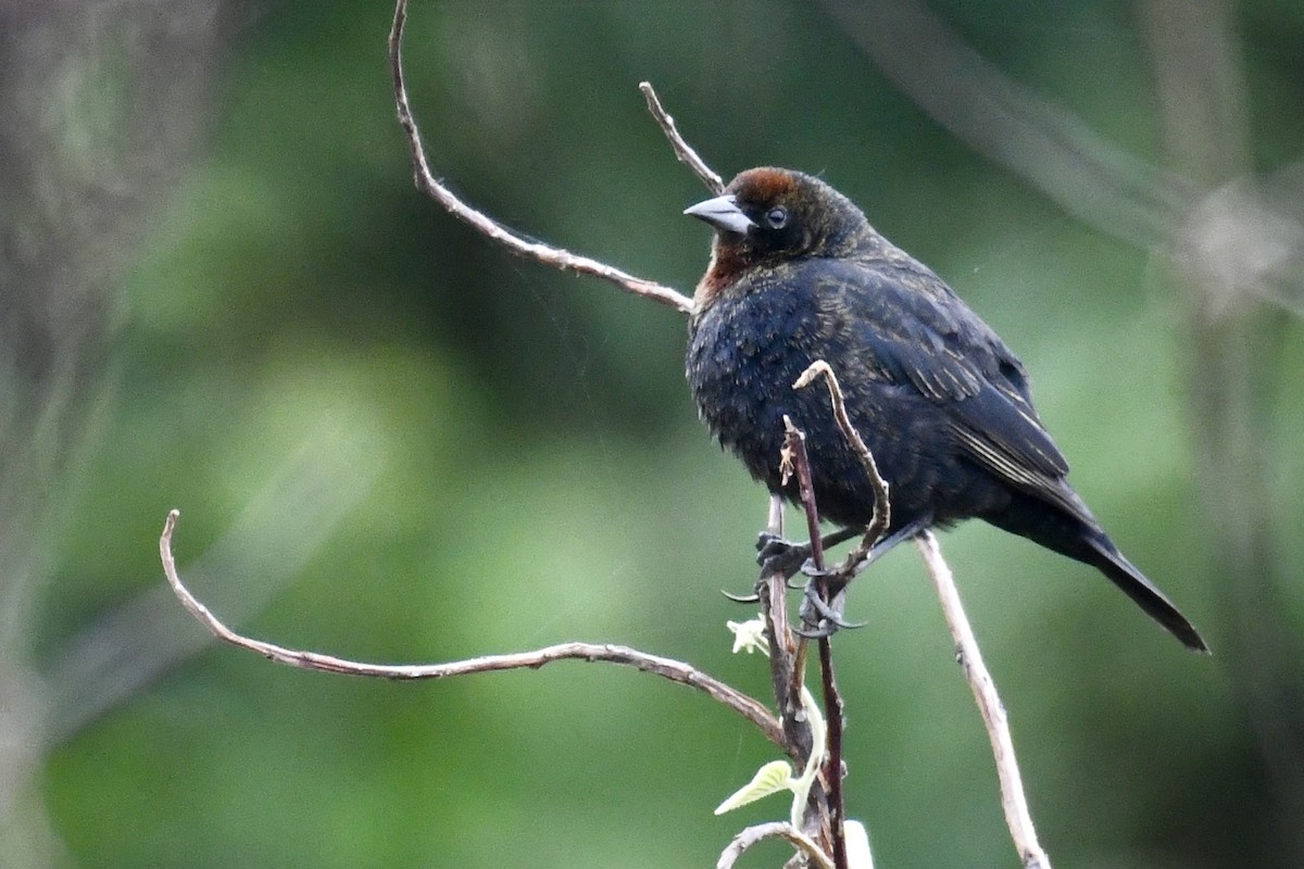 Chestnut-capped Blackbird - ML641411578