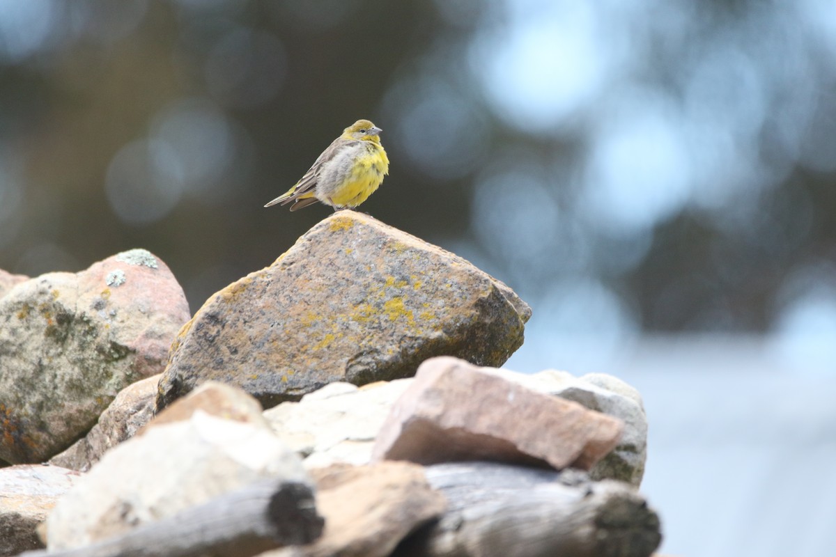 Bright-rumped Yellow-Finch - ML641411579