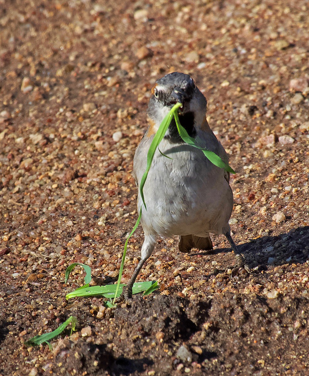 Kenya Rufous Sparrow - ML641411581