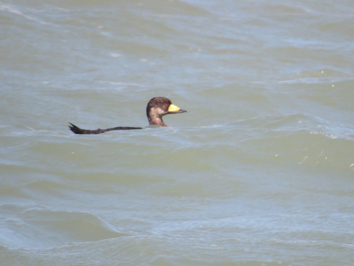 Black Scoter - ML641411583