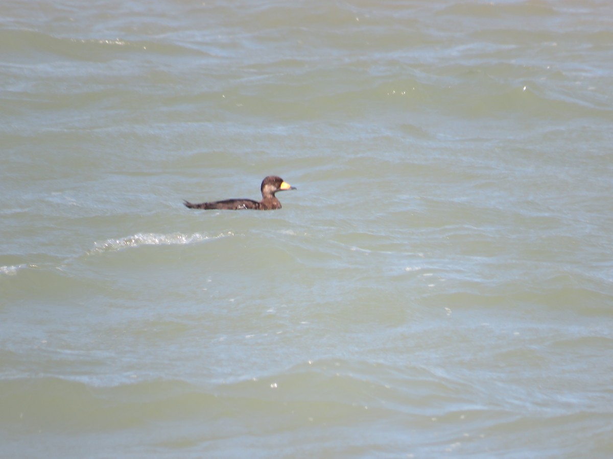 Black Scoter - ML641411584