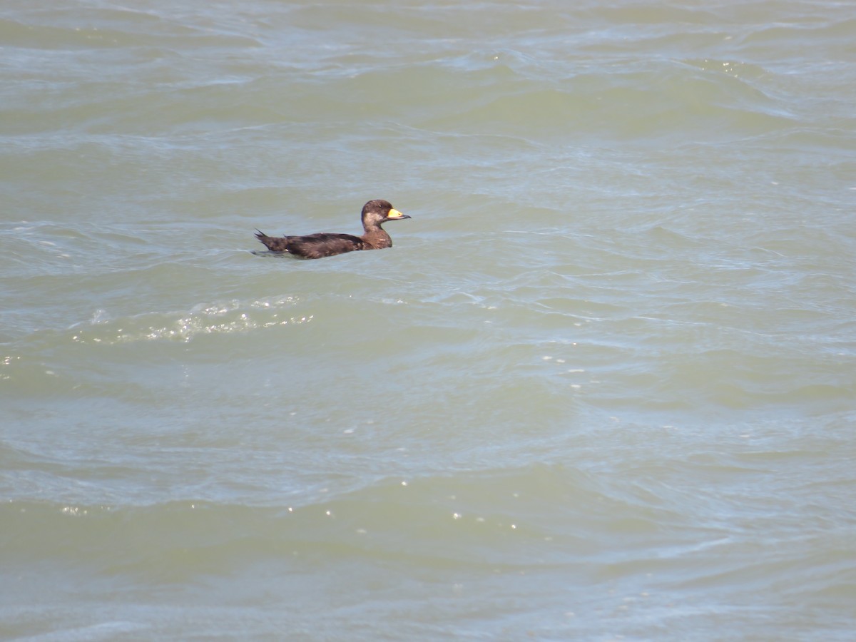 Black Scoter - ML641411585