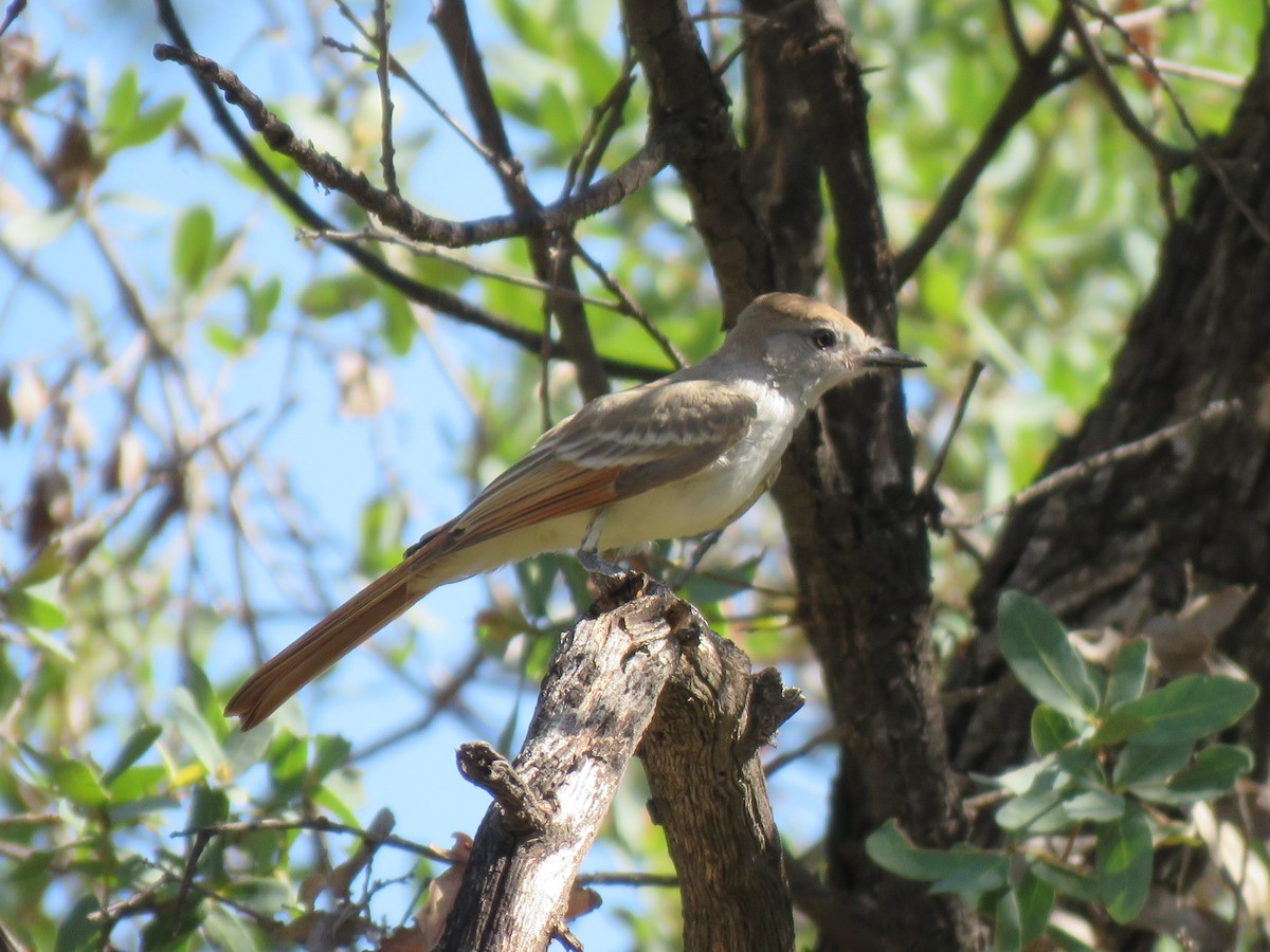 Ash-throated Flycatcher - ML641411586