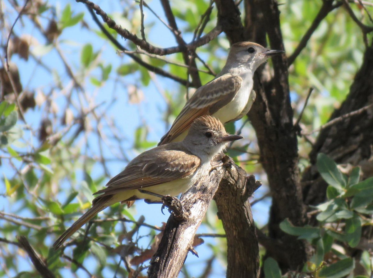 Ash-throated Flycatcher - ML641411587