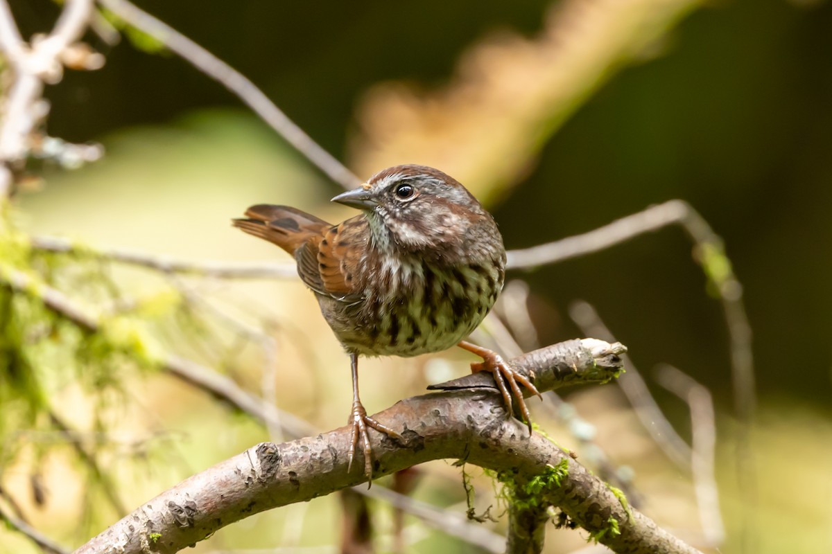 Song Sparrow - ML641411588