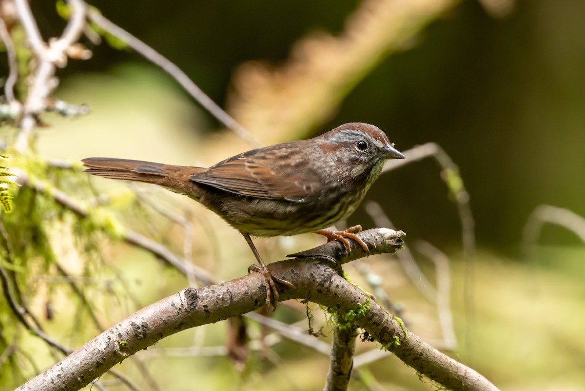 Song Sparrow - ML641411589