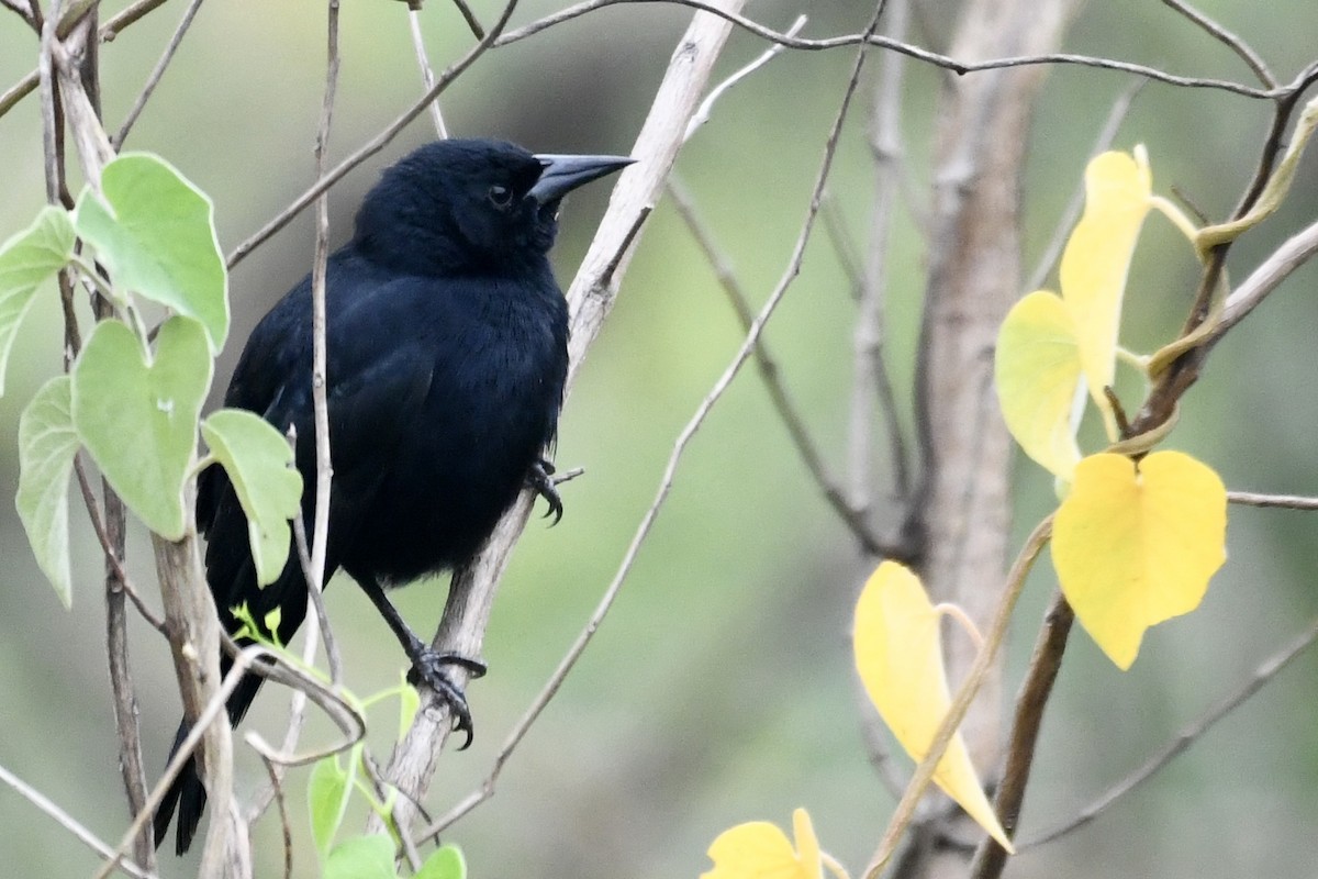 Unicolored Blackbird - ML641411590