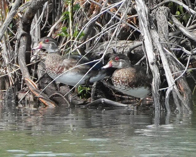 Wood Duck - ML641411591