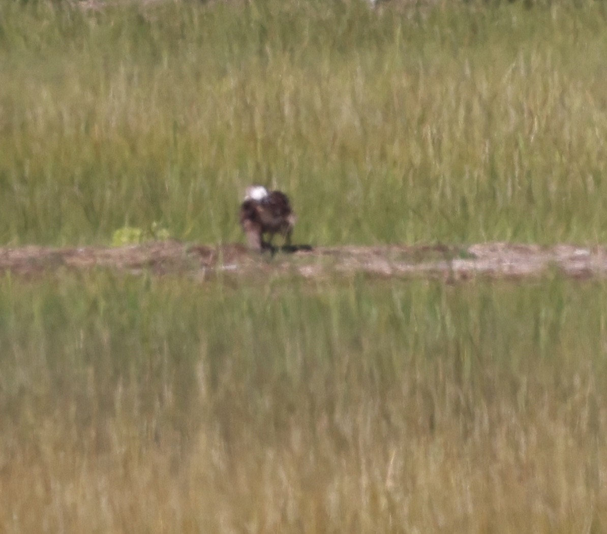 Osprey - ML641411592