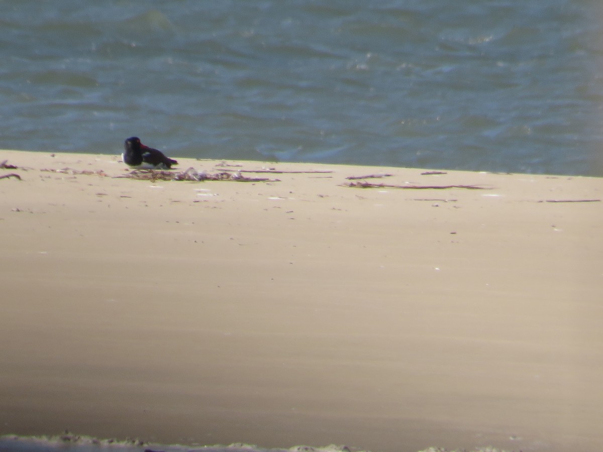 American Oystercatcher - ML641411594