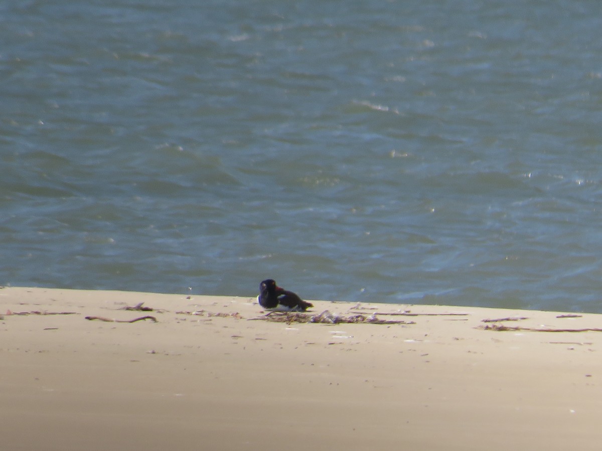 American Oystercatcher - ML641411595