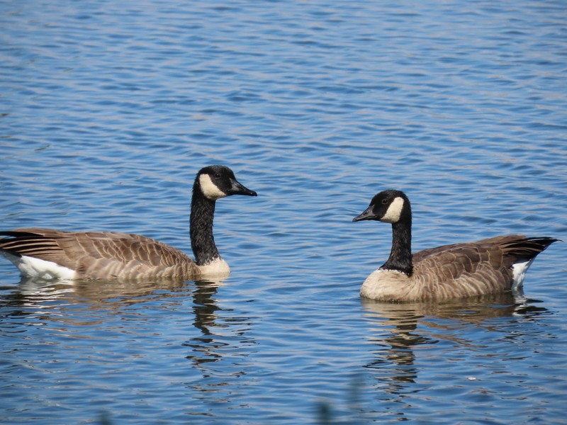 Canada Goose - ML641411596