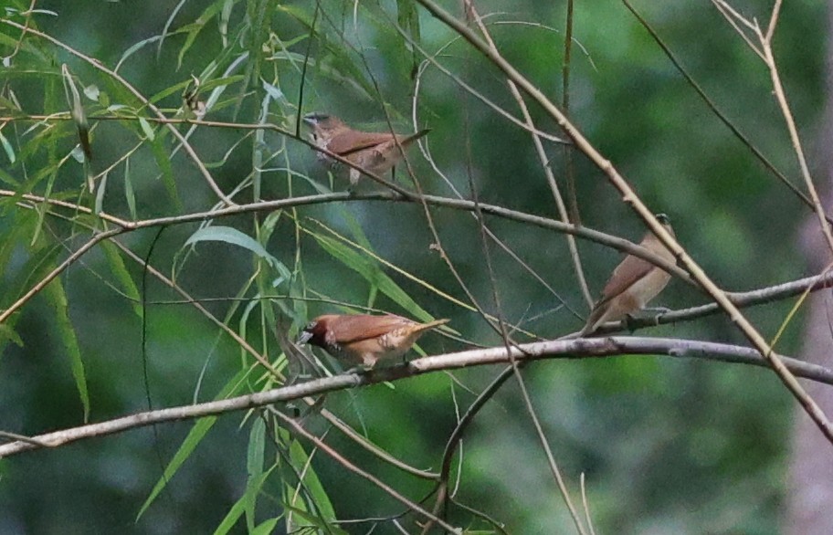 Scaly-breasted Munia - ML641411598