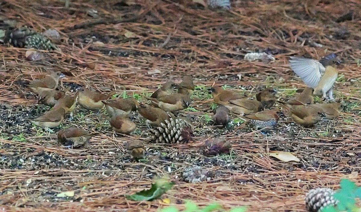 Scaly-breasted Munia - ML641411603