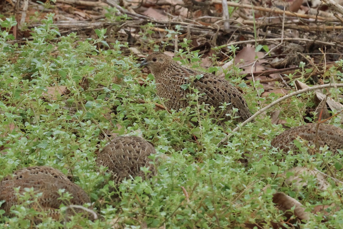 Brown Quail - ML641411604