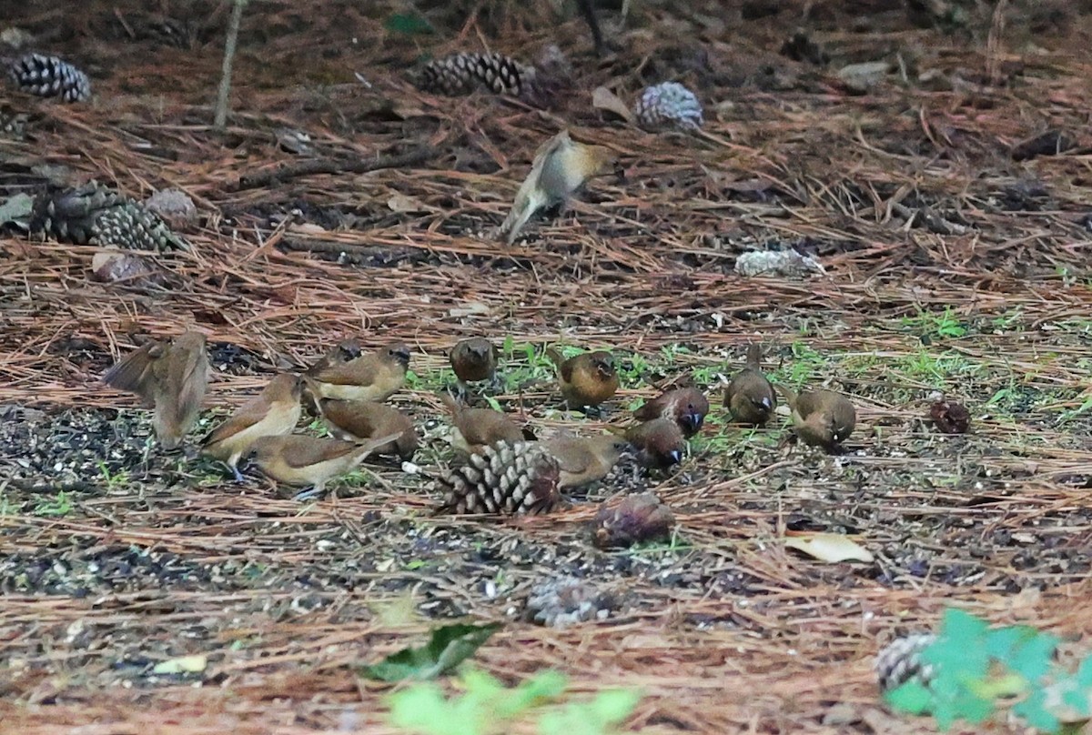 Scaly-breasted Munia - ML641411605