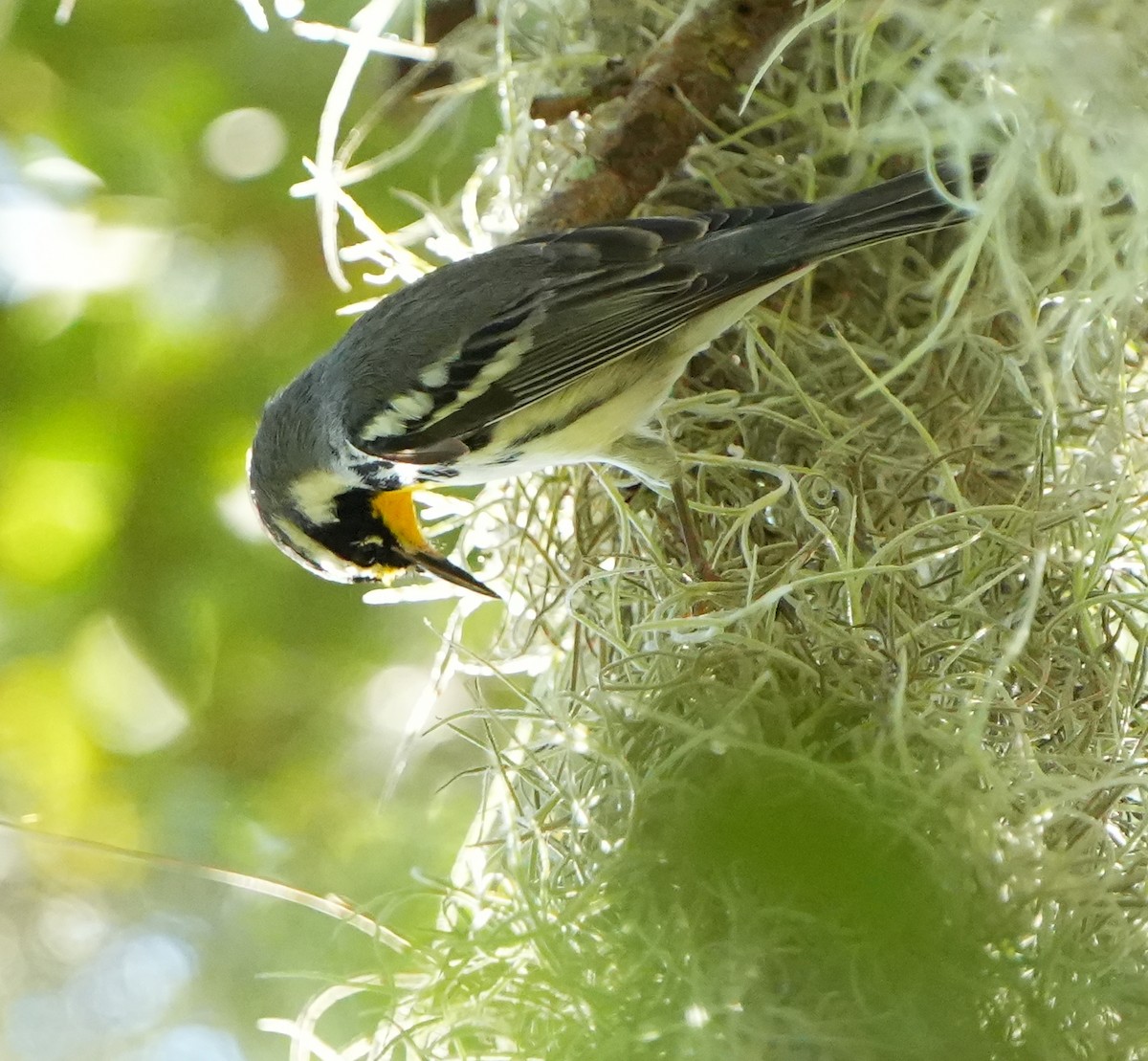 Yellow-throated Warbler - ML641411608