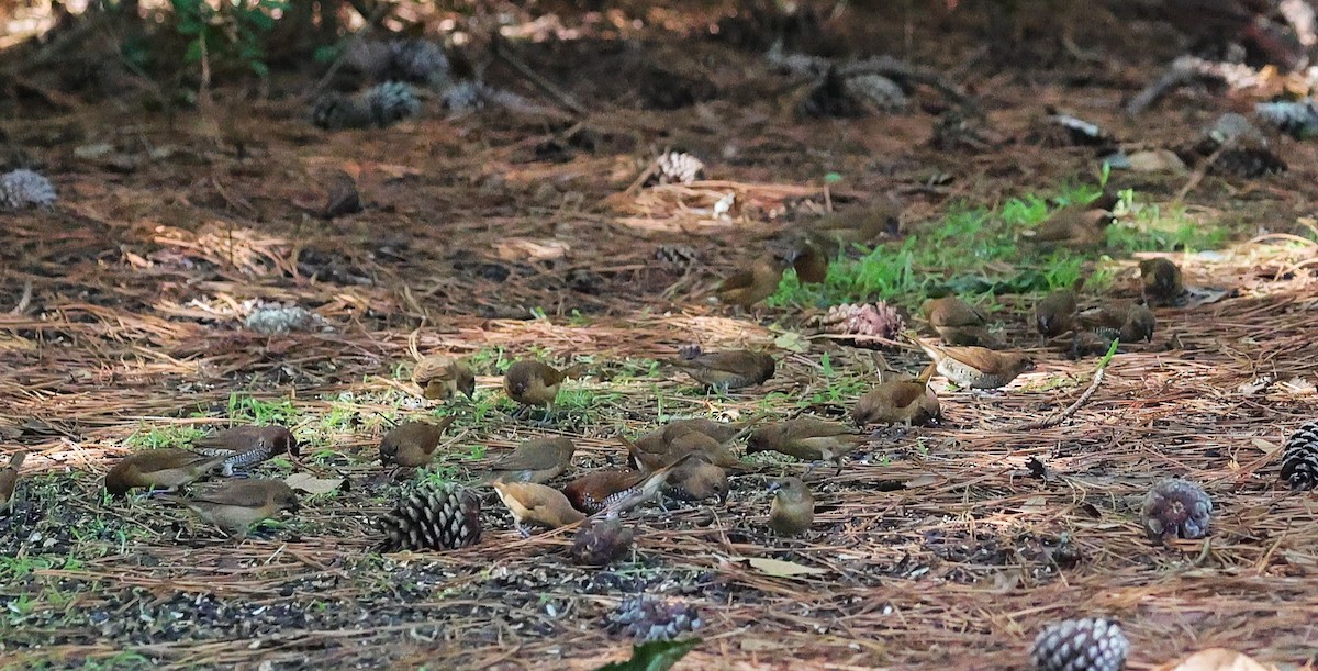 Scaly-breasted Munia - ML641411611