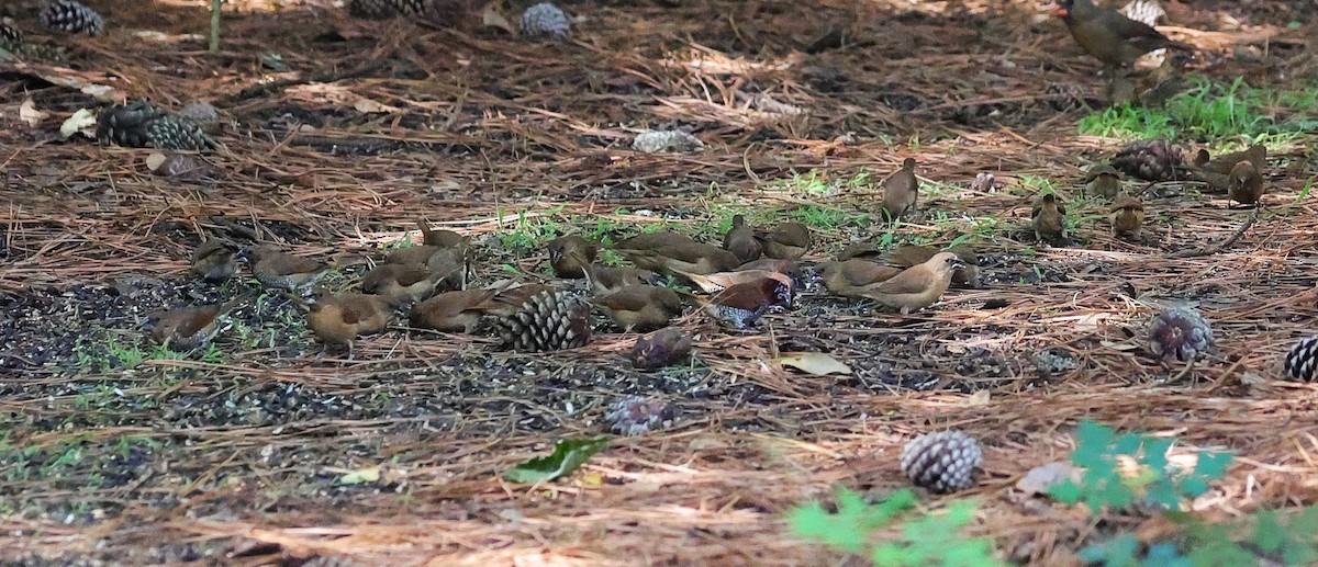 Scaly-breasted Munia - ML641411612