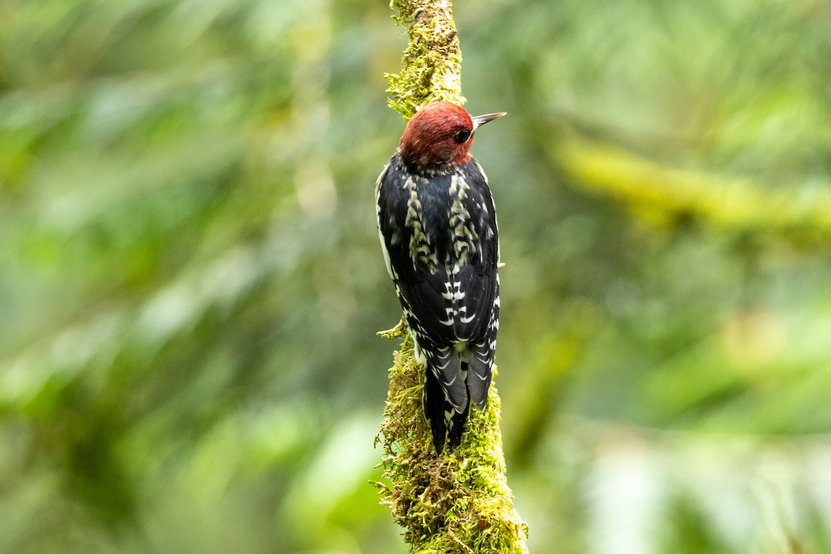 Red-breasted Sapsucker - ML641411615