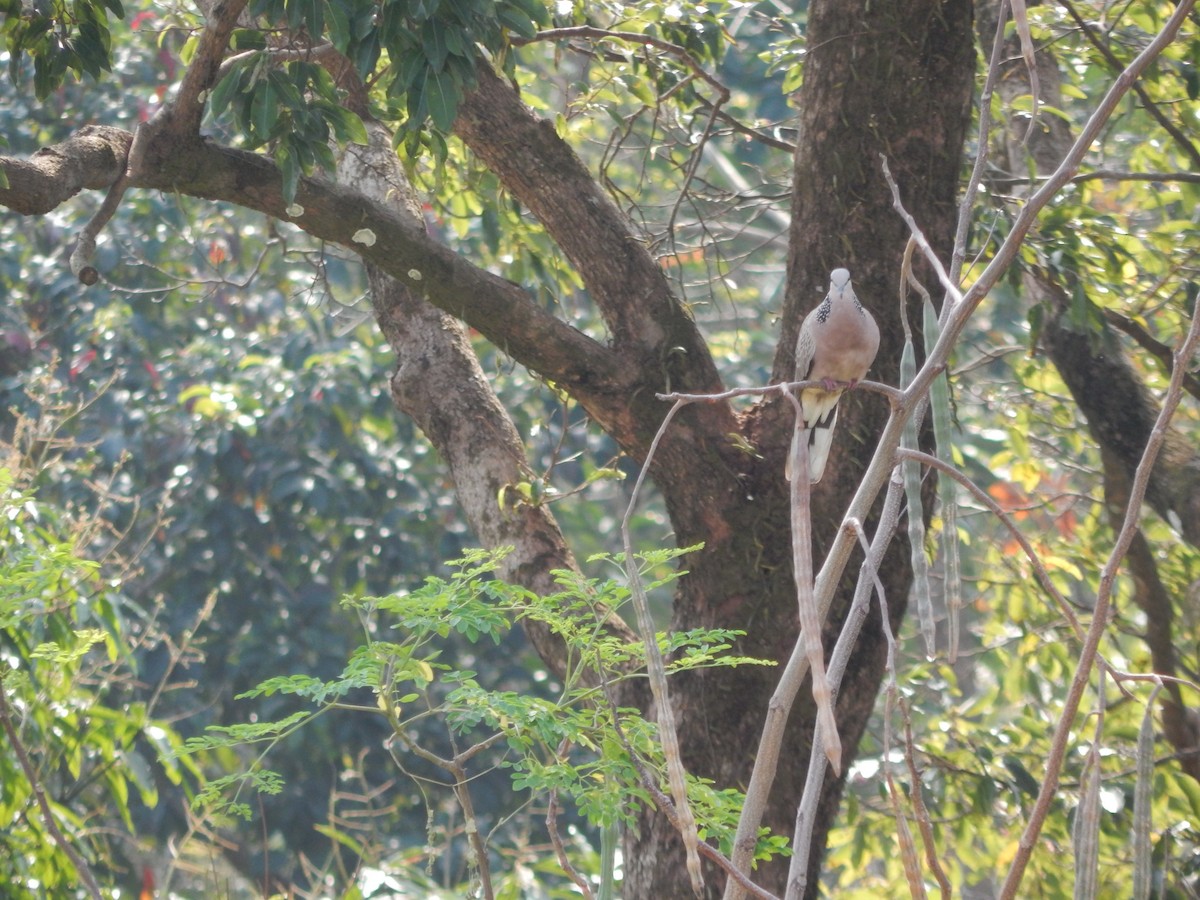 Spotted Dove - ML641411645