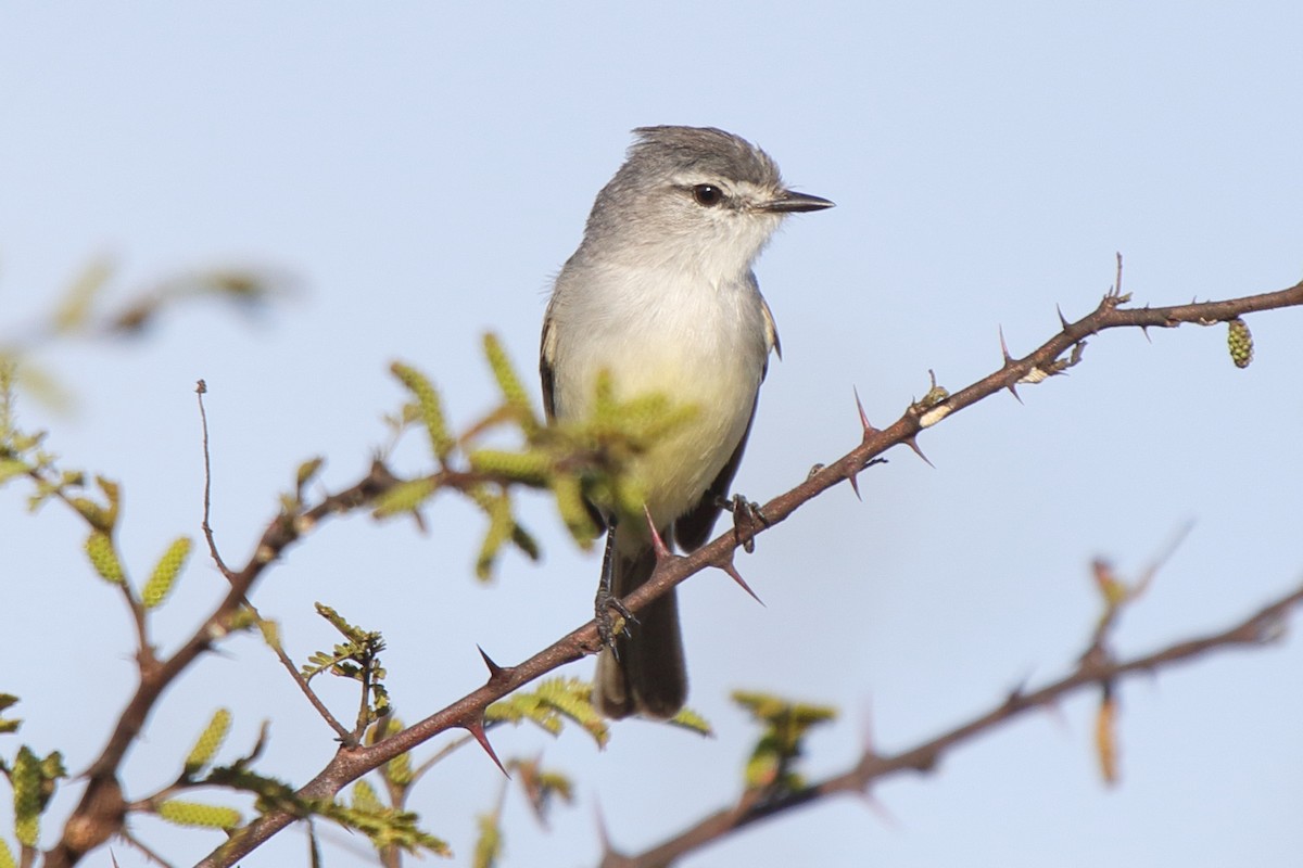 Tyranneau à toupet (subcristata/straminea) - ML641411647