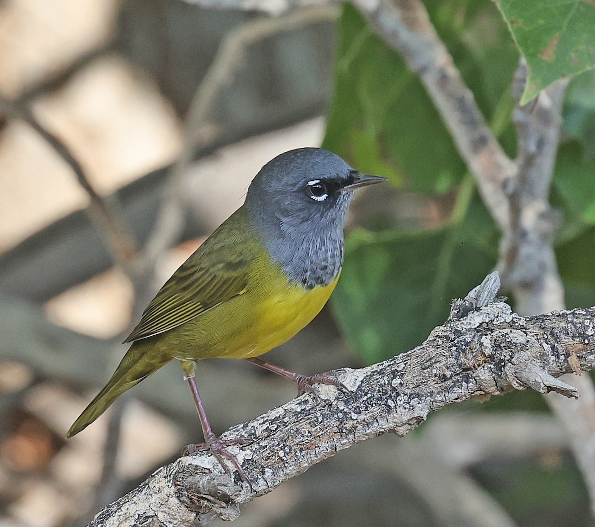 MacGillivray's Warbler - ML641411658